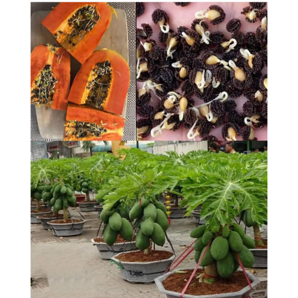 Inshot 20240326 103637388