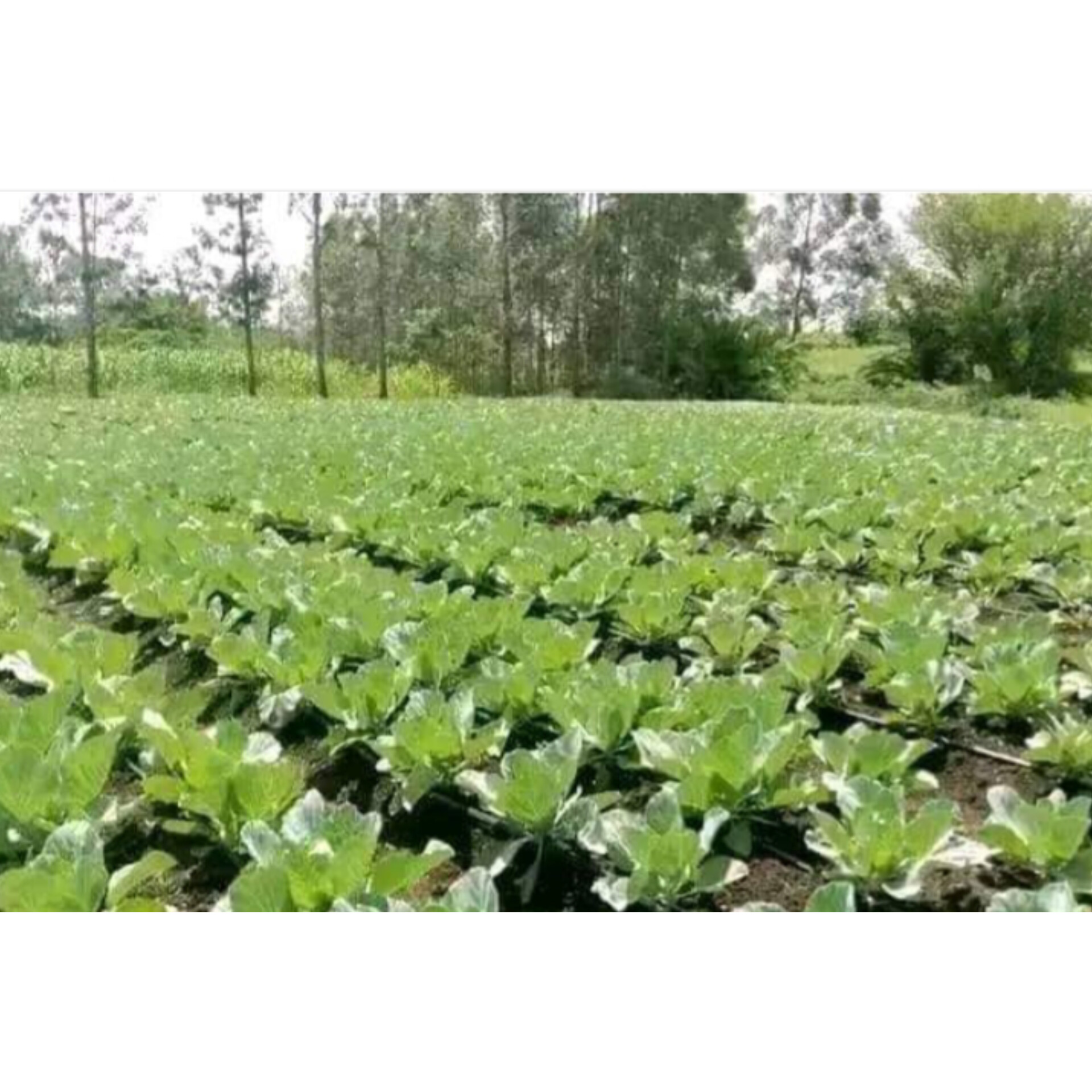 Inshot 20240326 152055283